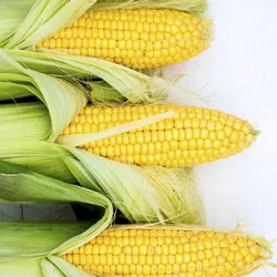 Maíz.🌽