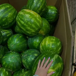 Melón.🍉