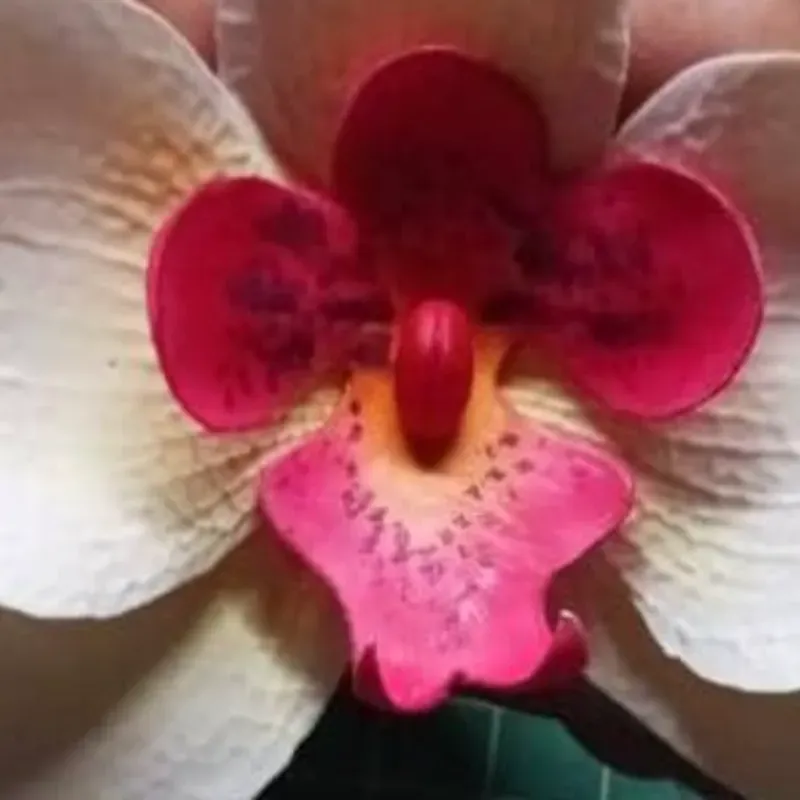 Orquídea realista en porcelana fría.