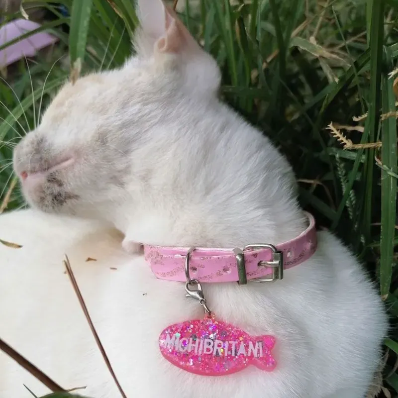 Identificador de mascota 