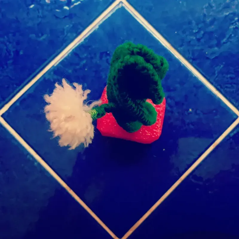 Cactus 