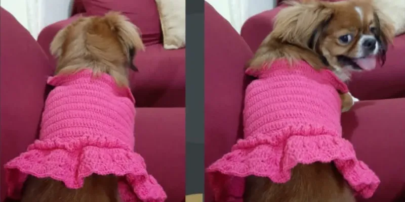 Vestido para perrita 