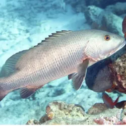Pescado de Mar - Cubereta
