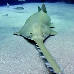 Pescdo de Mar - Sierra