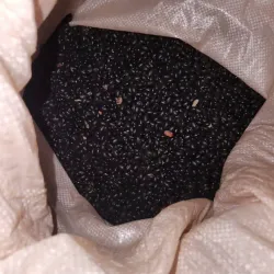 Frijoles negros