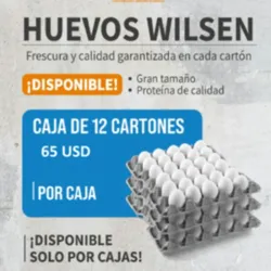 CAJA DE HUEVO WILSEN FRESCOS (12 CARTONES)