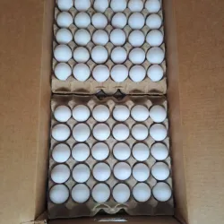 CAJA DE HUEVO WILSEN (12 CARTONES)