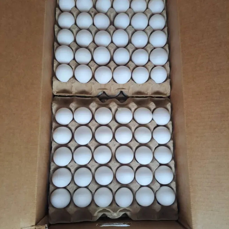 CAJA DE HUEVO WILSEN (12 CARTONES)