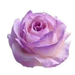 Rosa 3D
