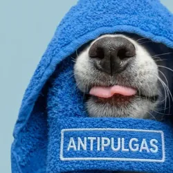 Baño Antiparasitario