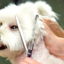 Corte de Raza o Estilístico