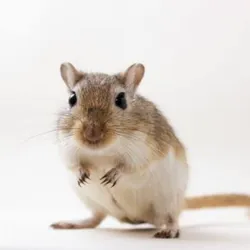 Jerbos(ardillas del desierto)