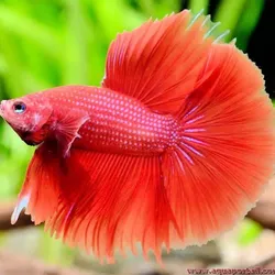 Peces Bettas Macho