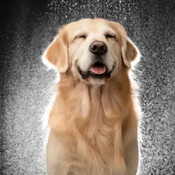 Servicio Completo Raza Grande