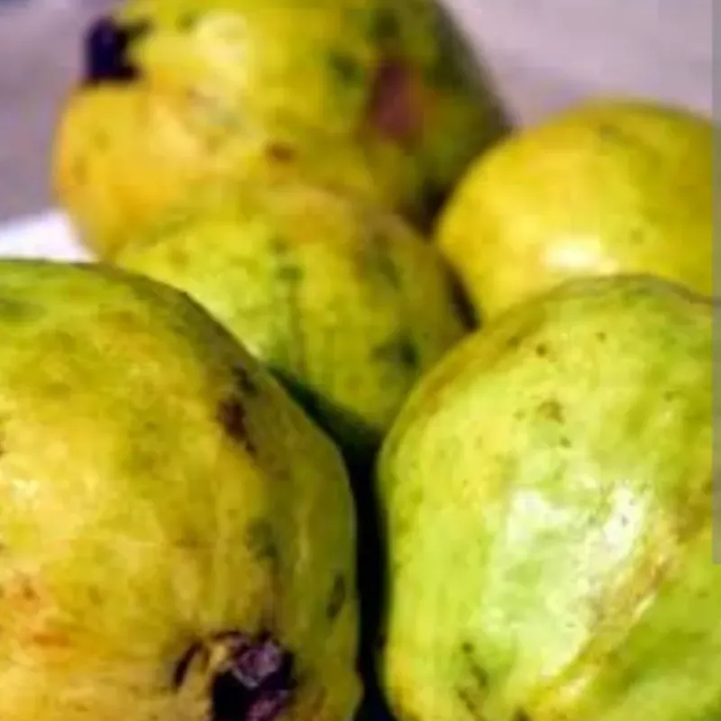 GUAYABA