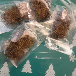 Perezosas  bronceadas