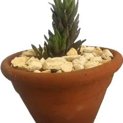 Planta 01