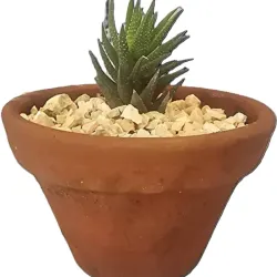 Planta 02