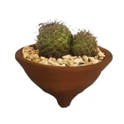 Planta 04