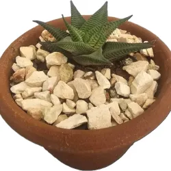 Planta 05