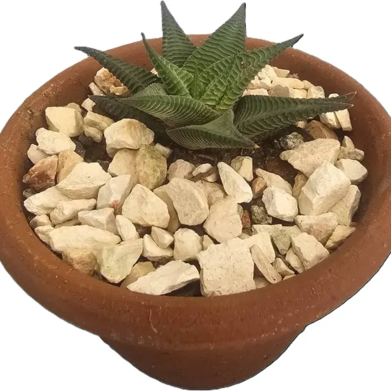 Planta 05