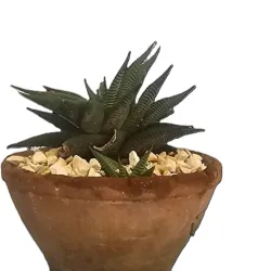 Planta 06