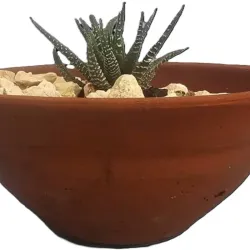 Planta 07
