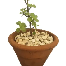 Planta 08