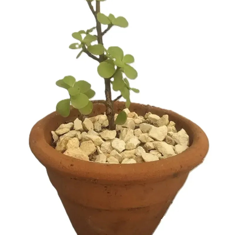 Planta 08