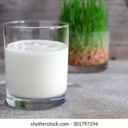 Yogurt Natural 