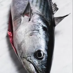Pescado Bonito