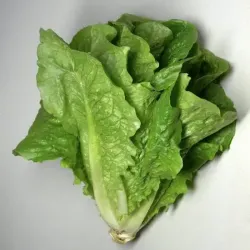 Lechuga