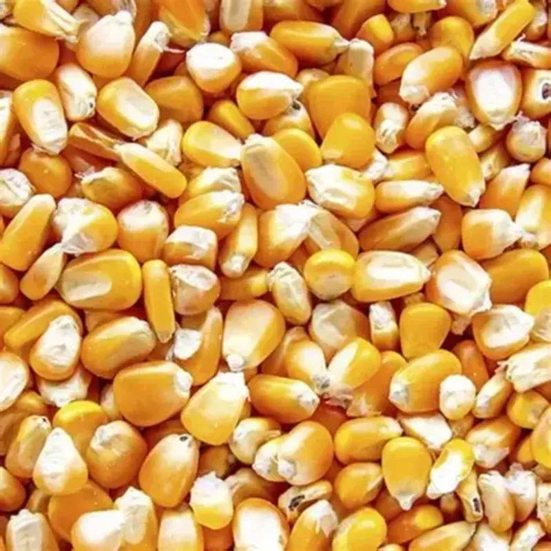 Maiz Granos