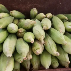 mazorca de maíz