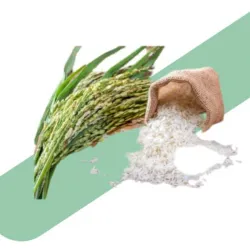 Arroz Importado 🌾
