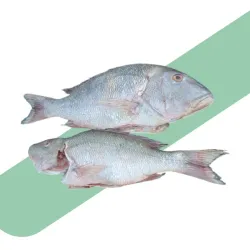 Pescado Pargo