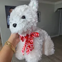 Hermoso perrito 🐕 💕