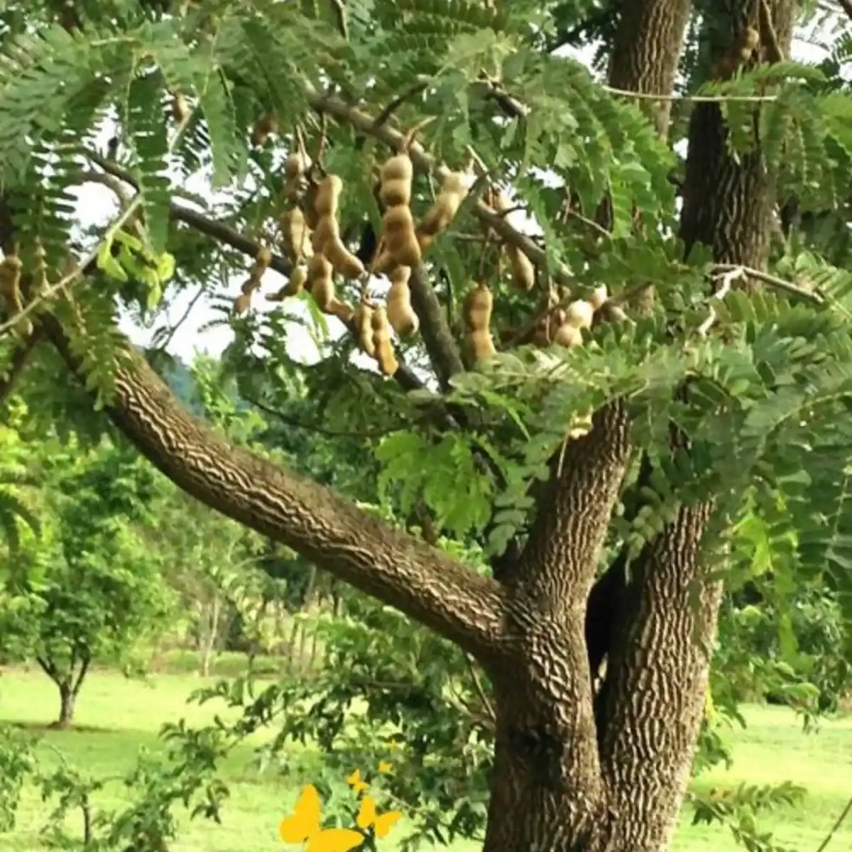 El Tamarindo del Azar