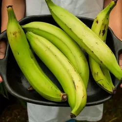 Platano 1 lb