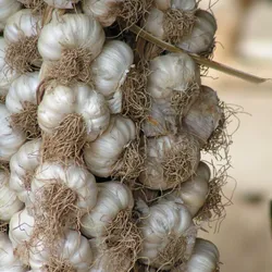 Ristras de ajo