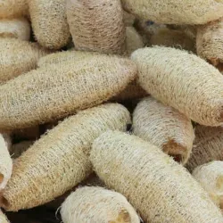 Luffa 