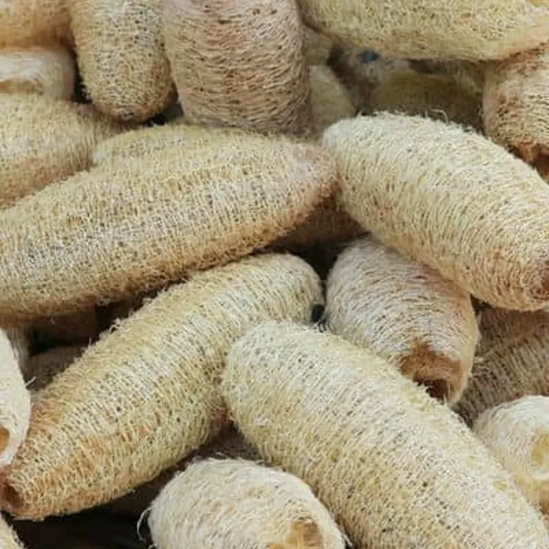 Luffa 
