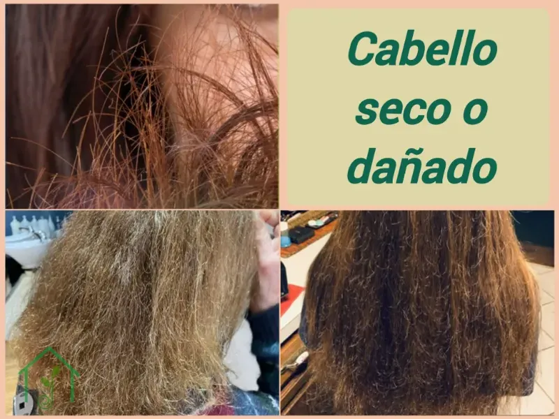 Cabello seco o dañado