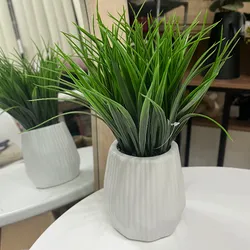 Planta decorativa
