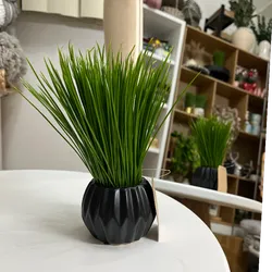 Planta decorativa