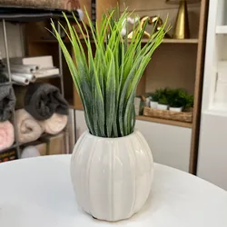 Planta decorativa