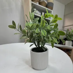 Planta decorativa