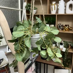 Planta para colgar