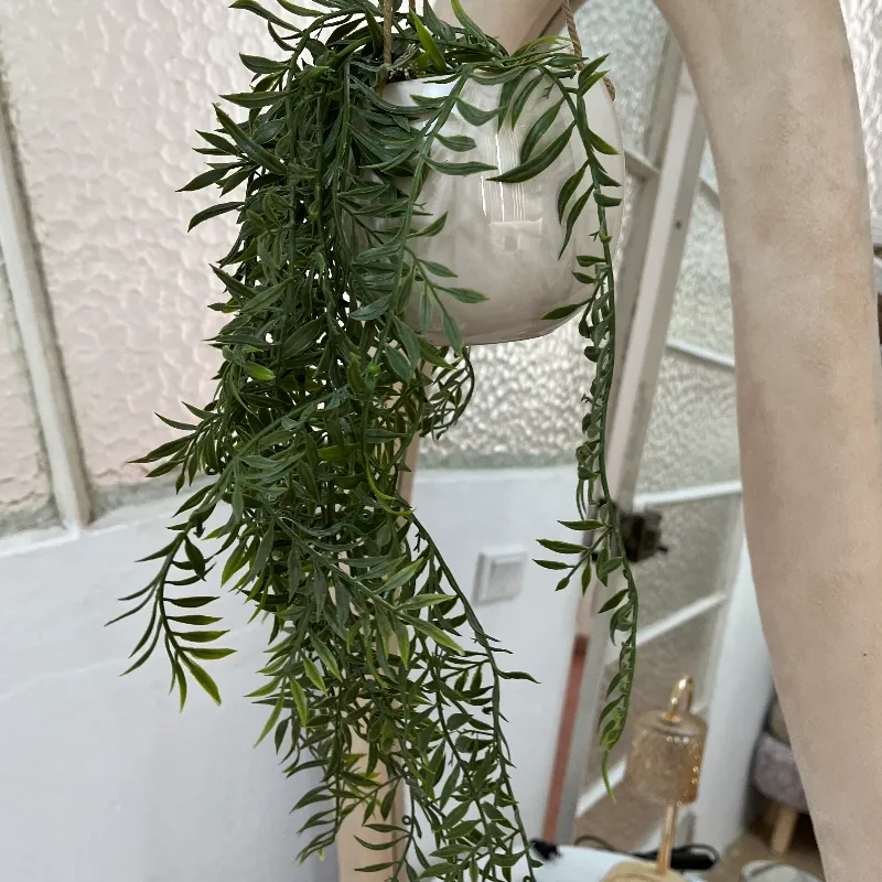 Planta para colgar
