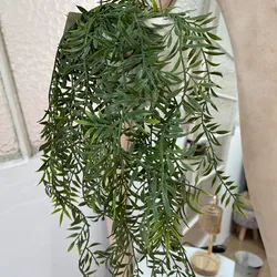 Planta para colgar